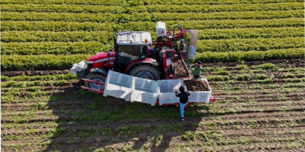 Ankara’da yoğun mesaili hasat vakti! Dönüm başına 10 ton verim bekleniyor: ‘Kalitesi, albenisi, tadı çok farklı’ 2